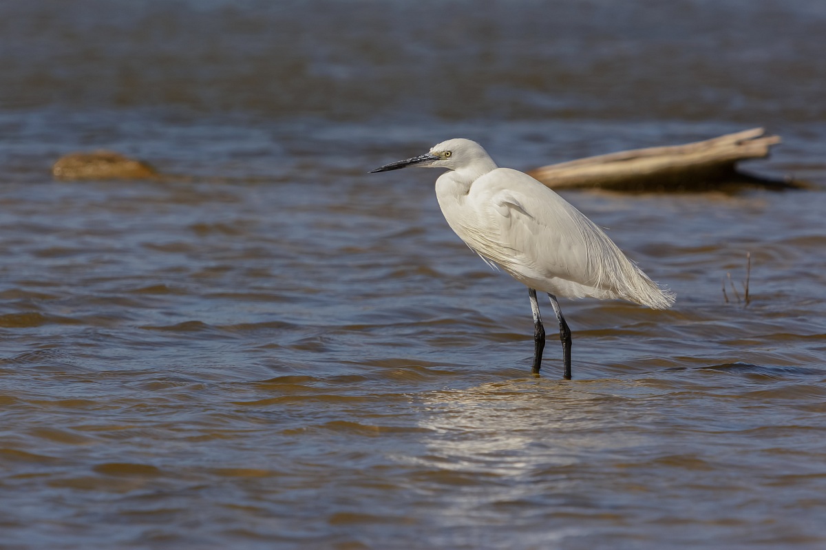 Little Egret Egretta