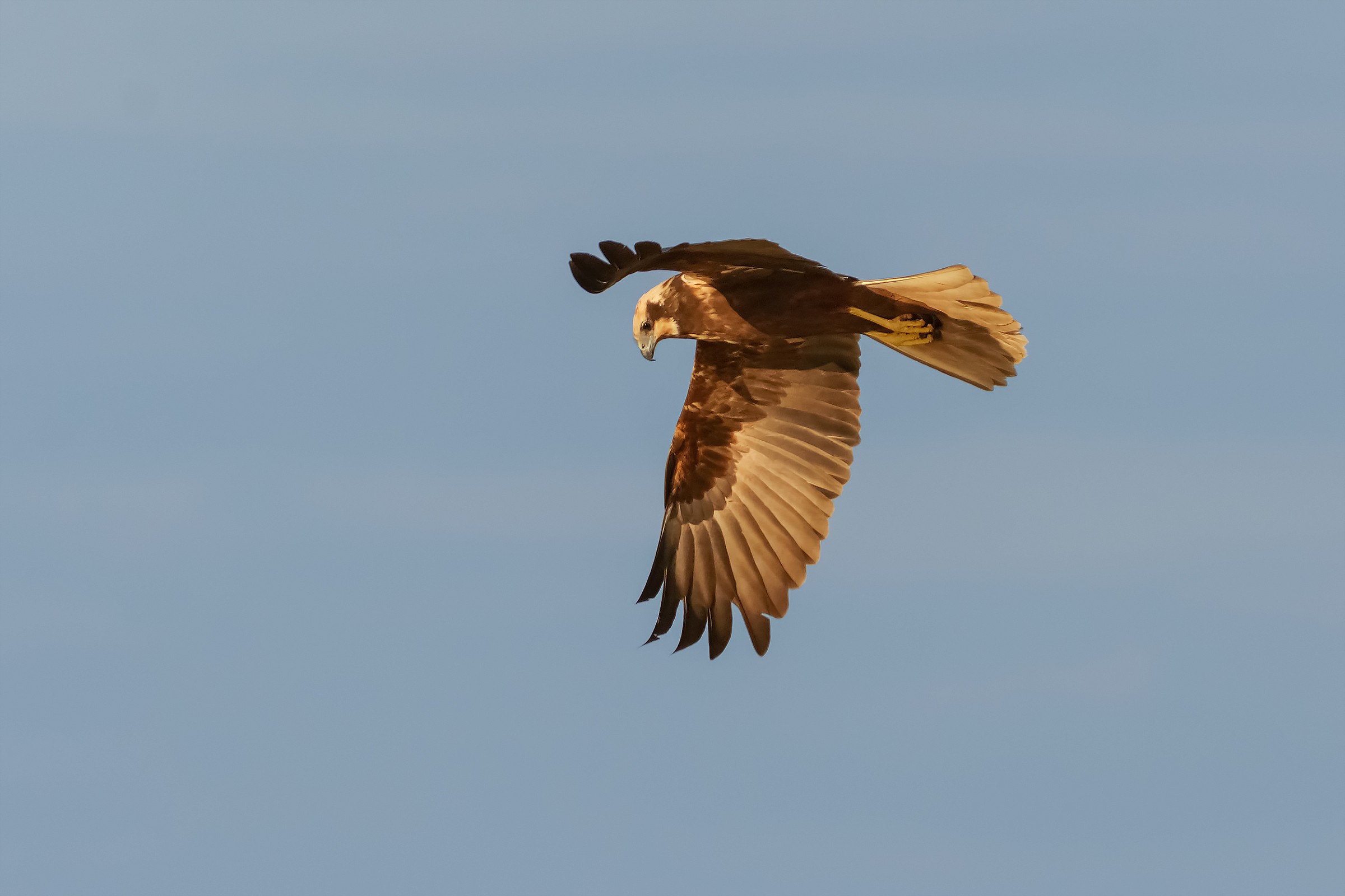 Marsh Harrier