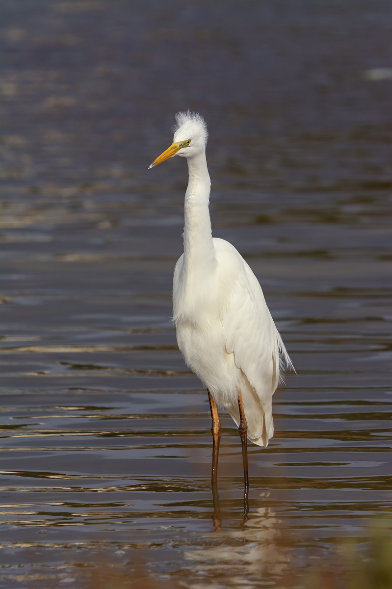 Great Egret