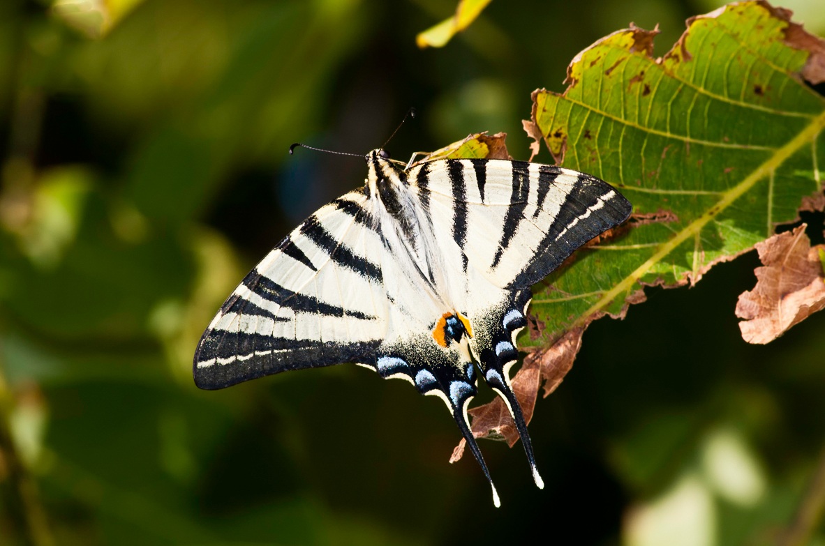 Machaon