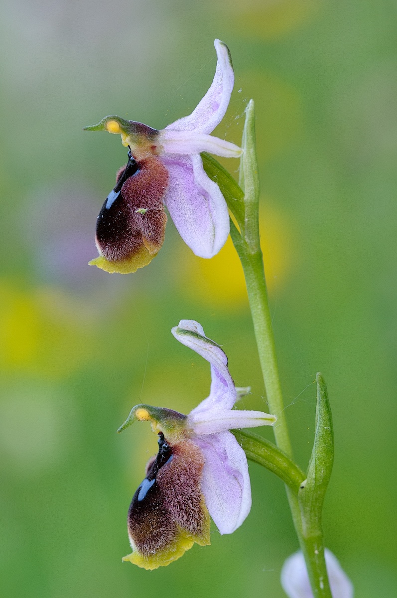 Ophrys lunulata