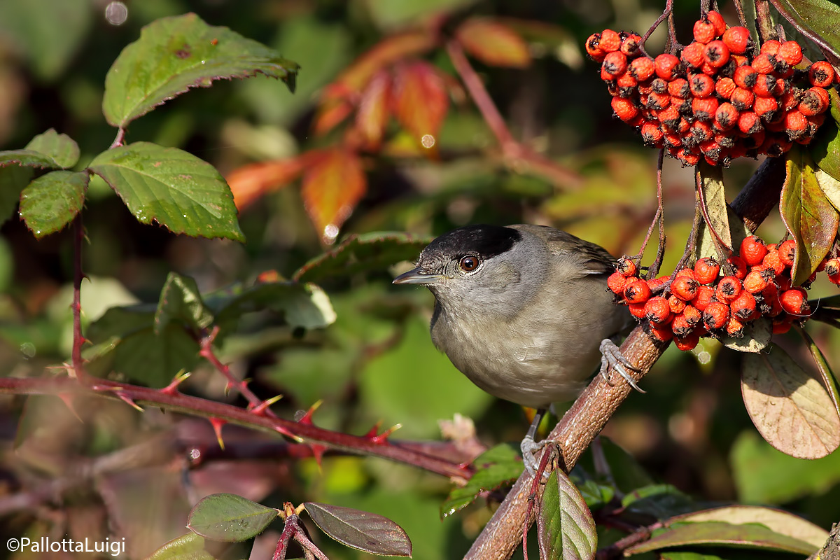 Blackcap (Sylvia atricapilla)