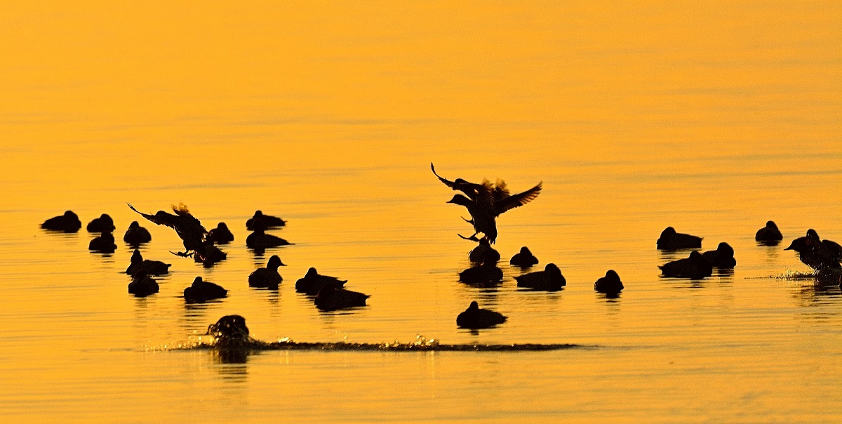 Arrivano i Moriglioni