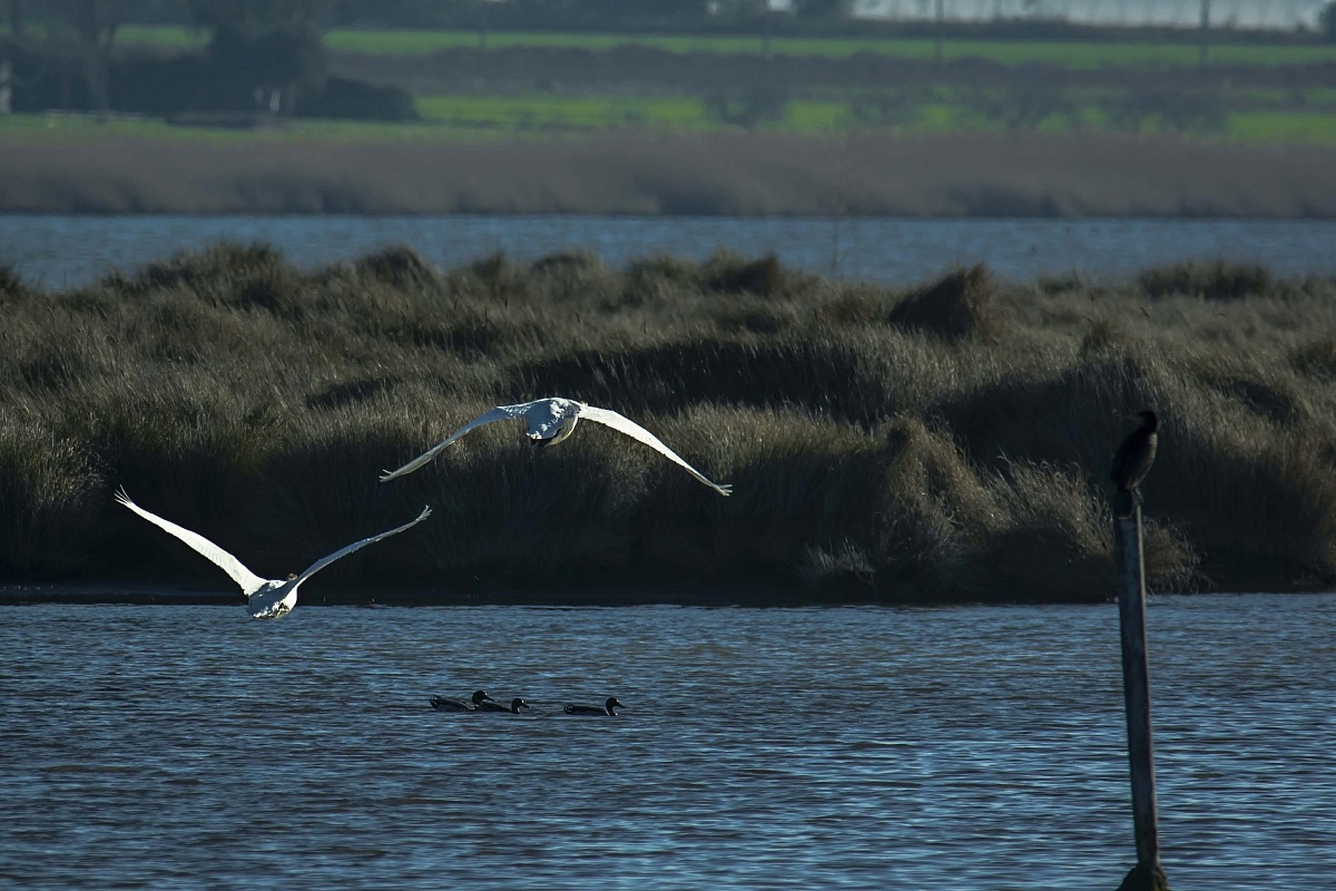 Cigni in volo