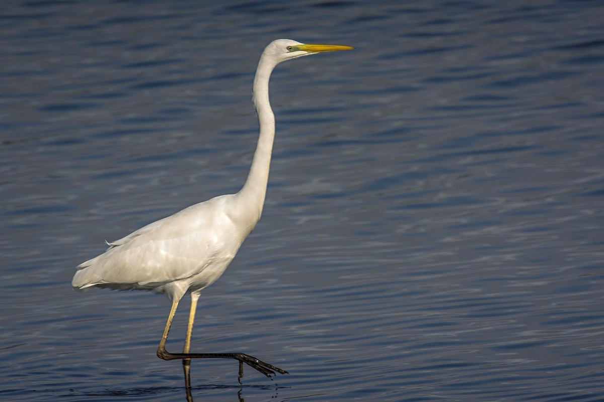 Airone Bianco Maggiore