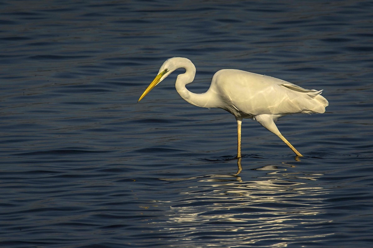 White Heron Major
