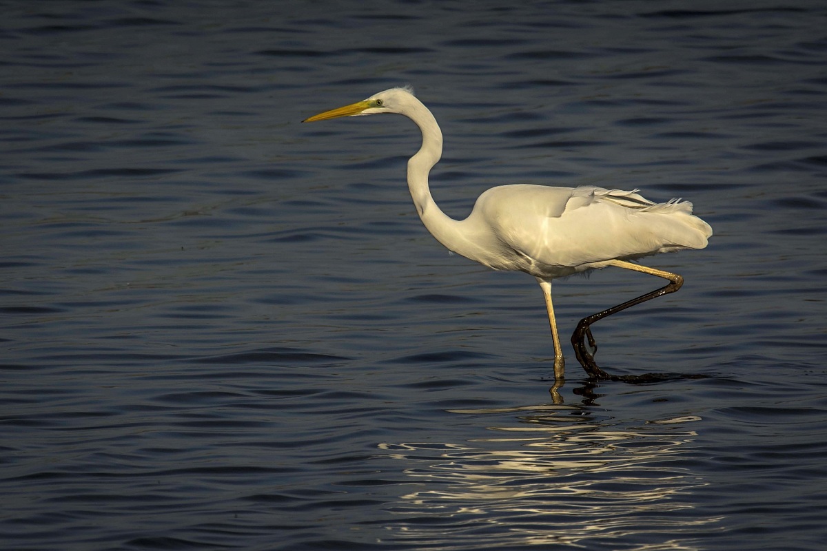 Airone Bianco Maggiore