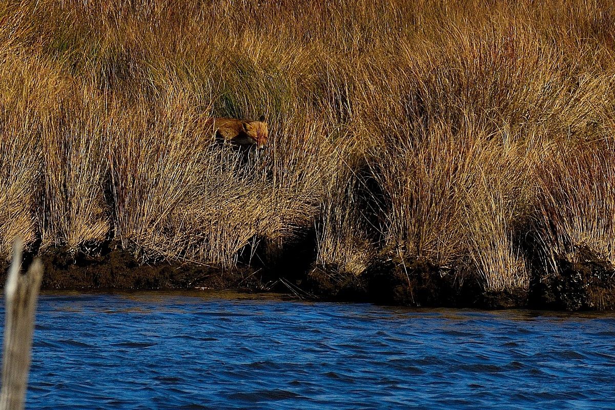 La caccia della Volpe