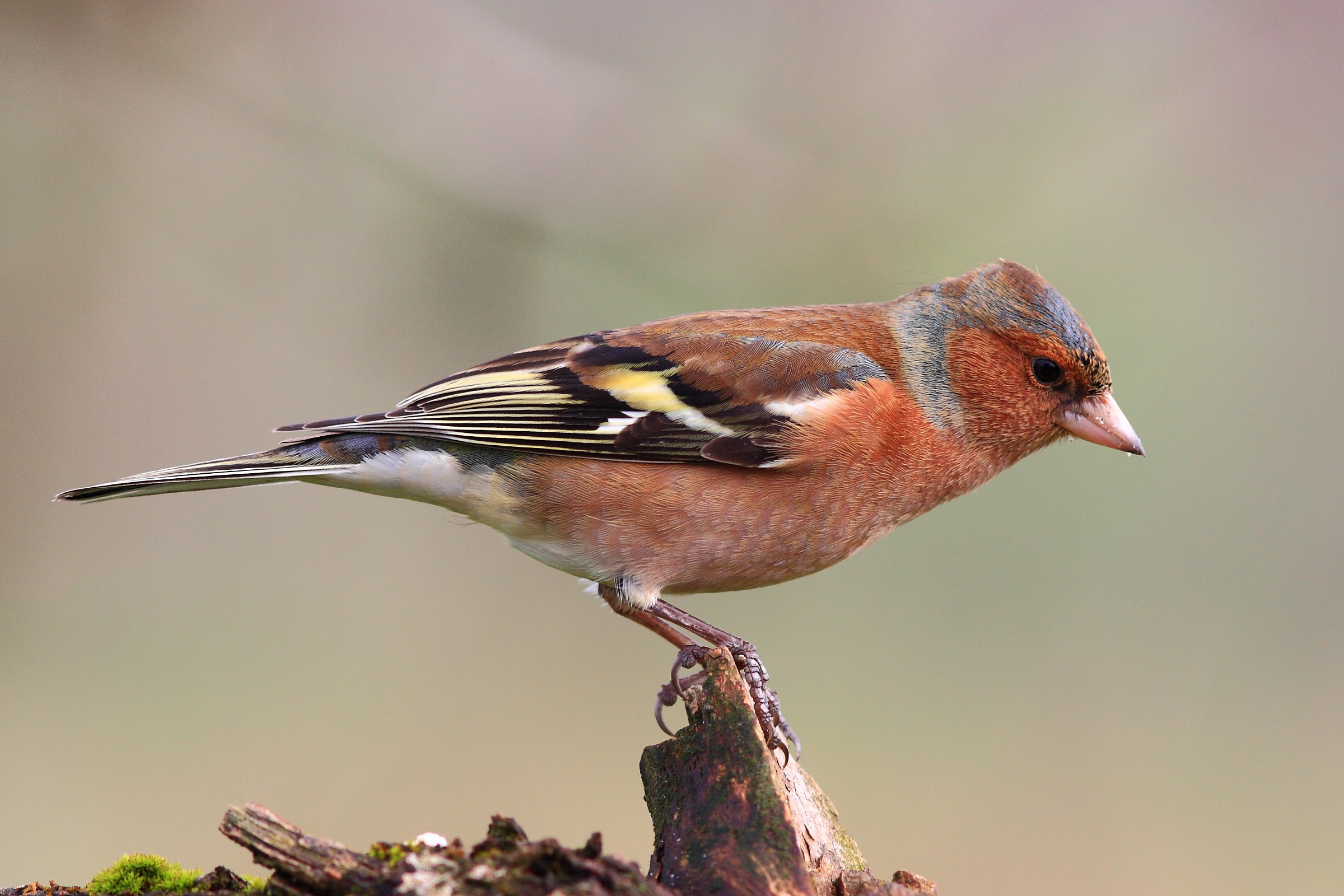 Fringuello maschio 1