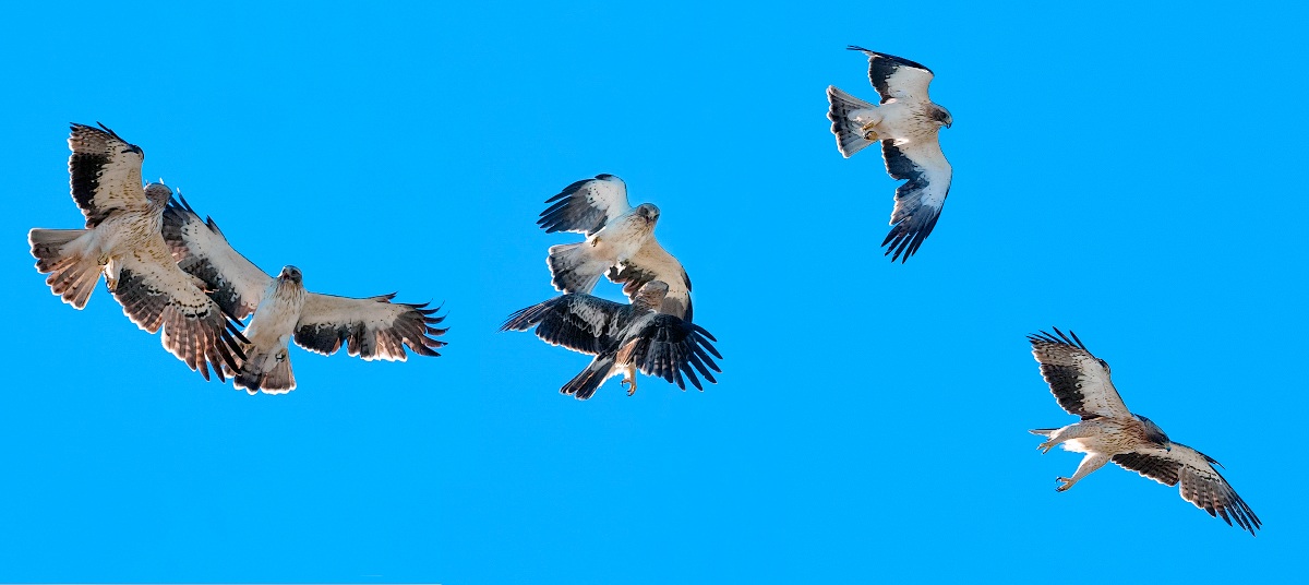 Aquile minori in dispay