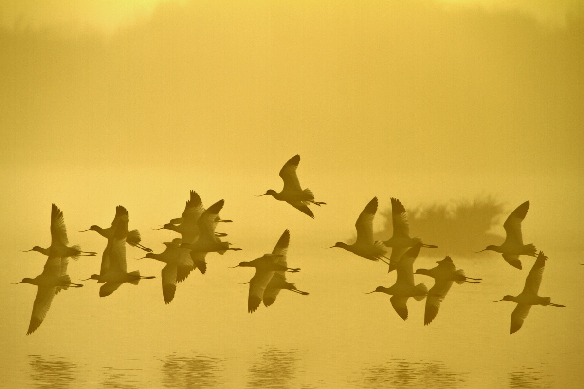 Avocette fra Nebbia e Sole