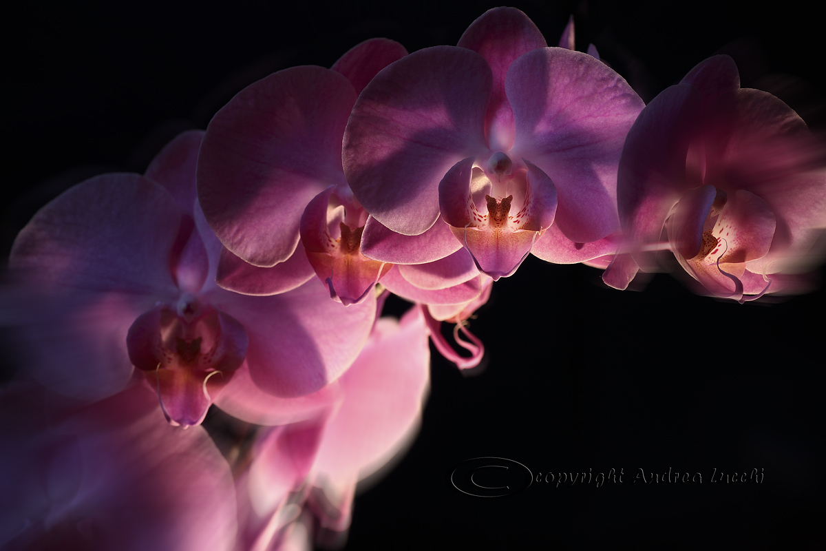 phalaenopsis-lights and shadows