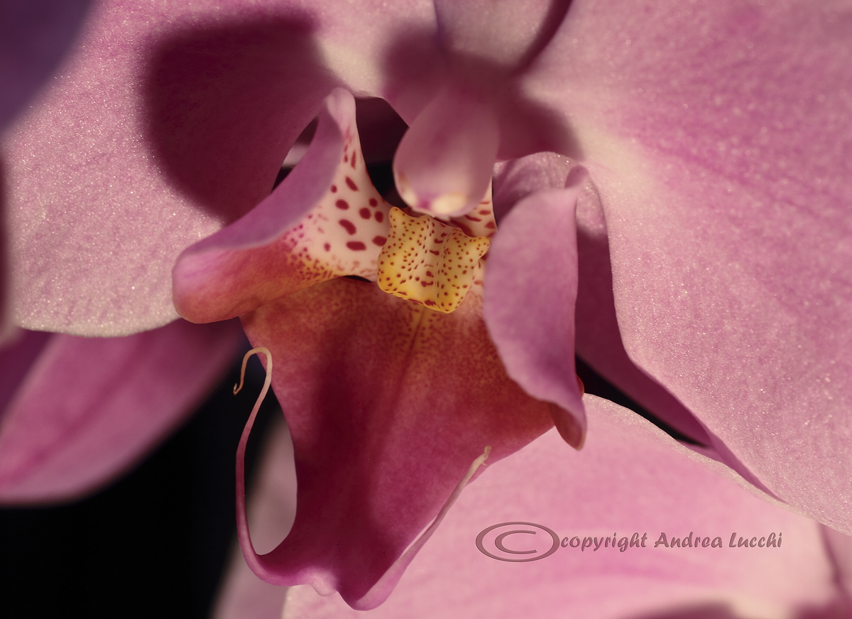 phalaenopsis-lights and shadows