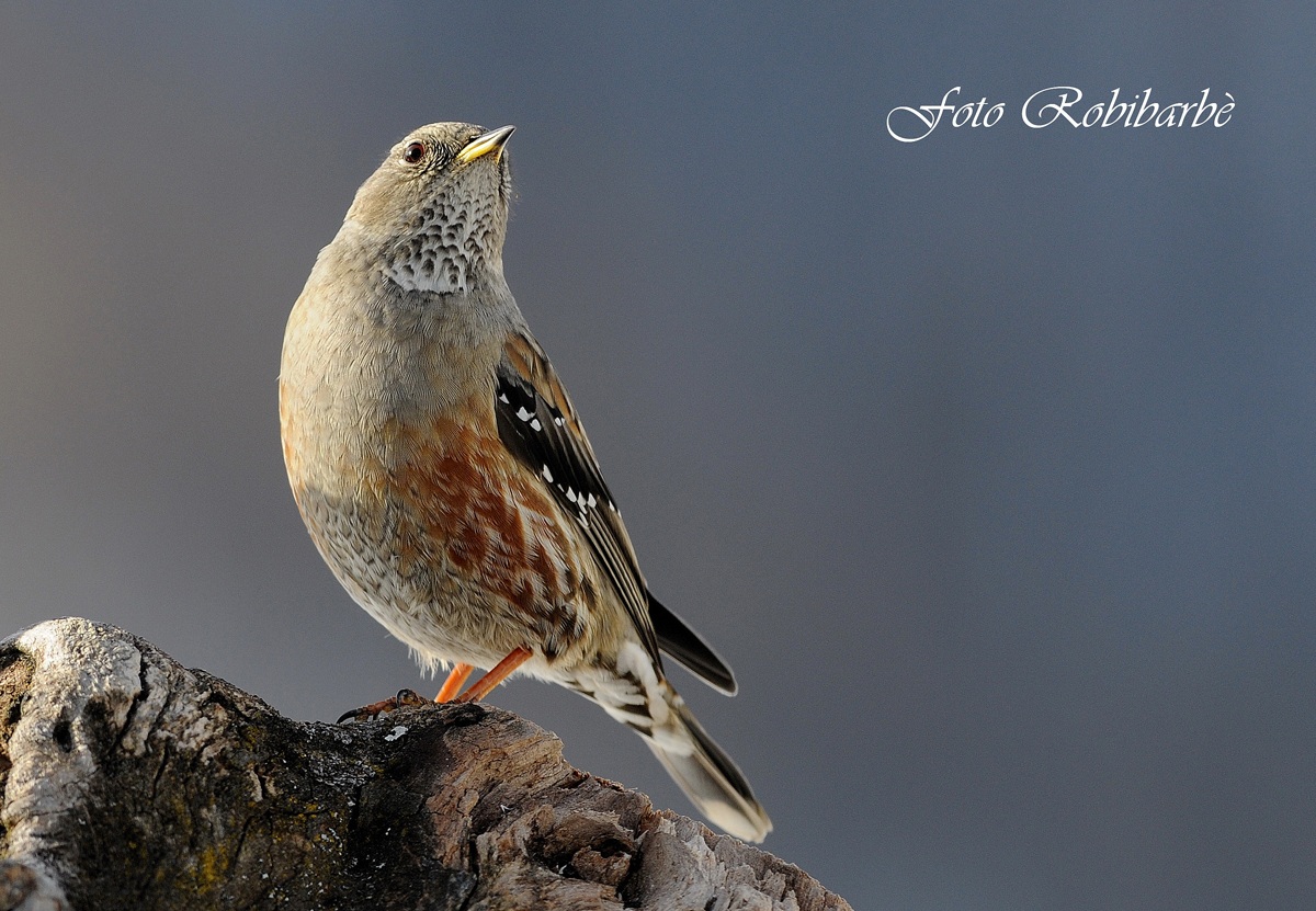 Sordone....il bavaglio...