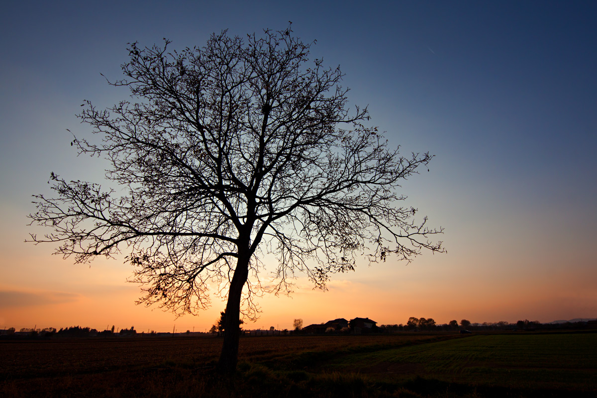 L'albero davanti al Sole