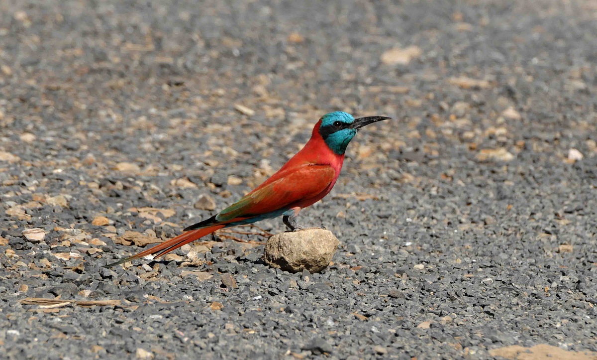 Northern Carmine Bee-eater - Beles - Ethiopia