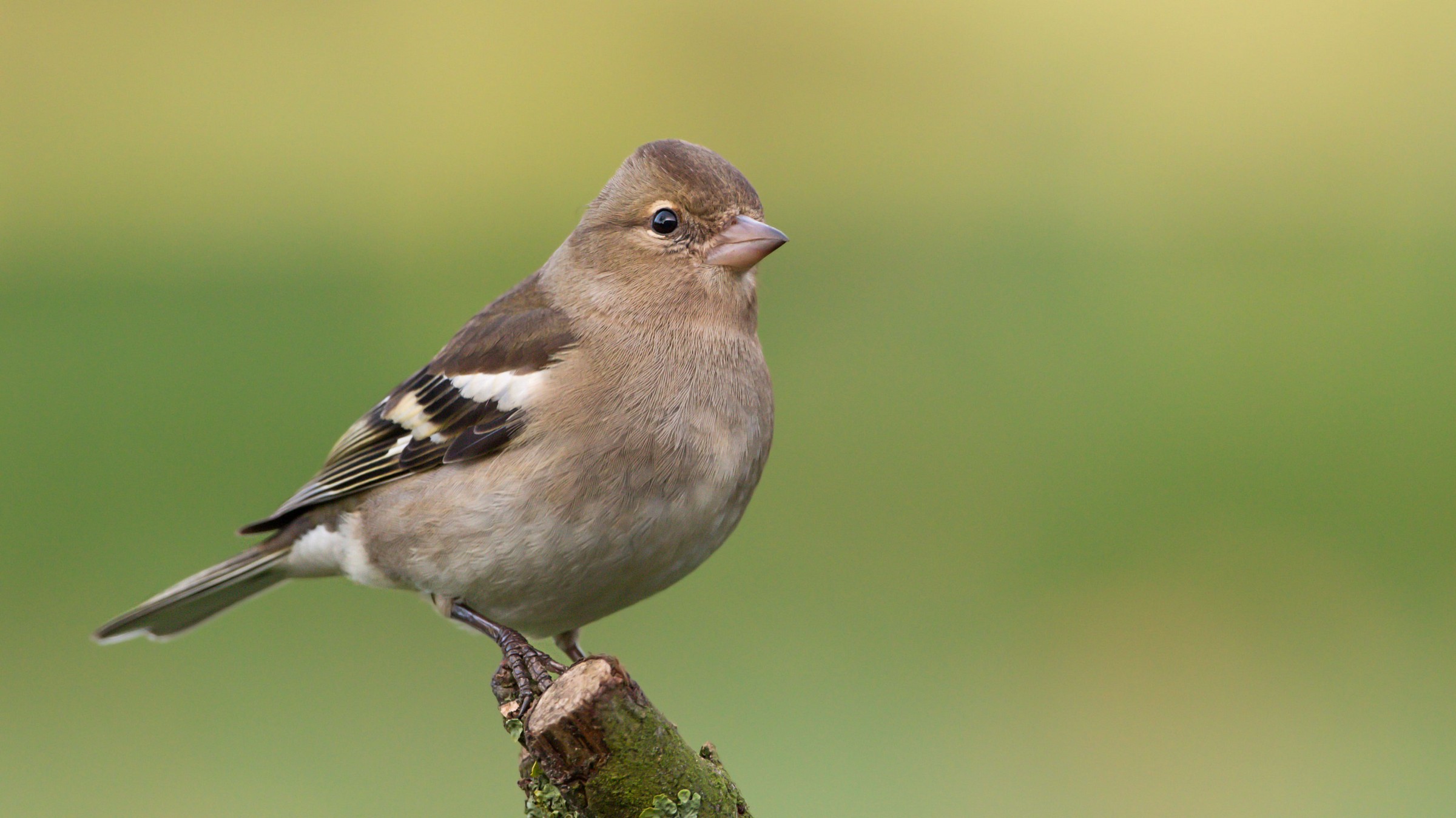 chaffinch