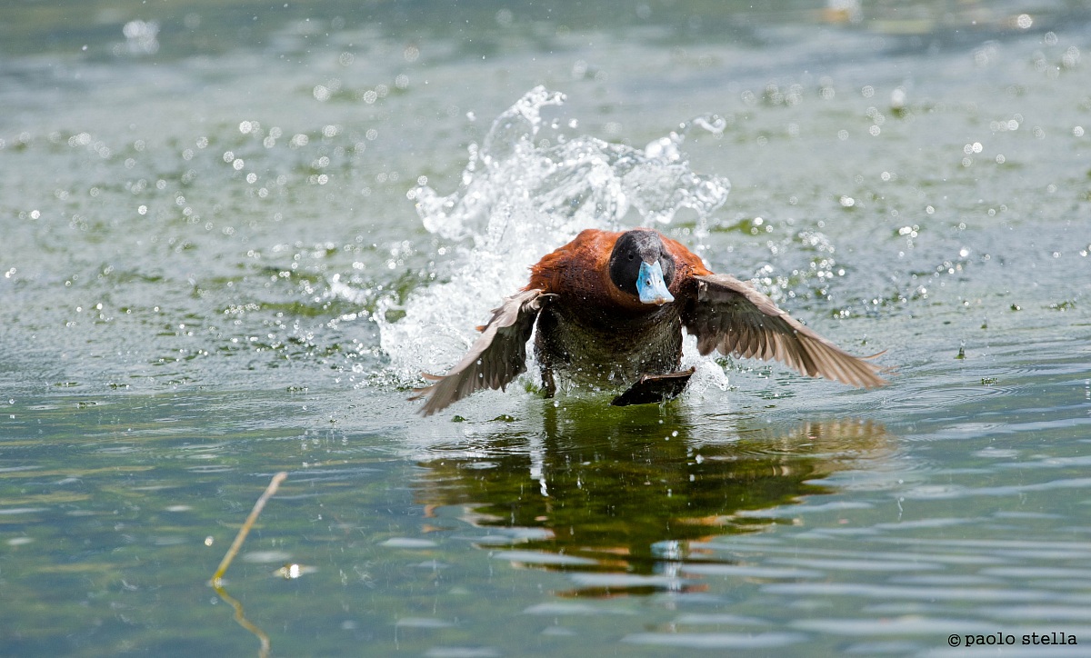 Masked Duck (Nomonyx dominicus)