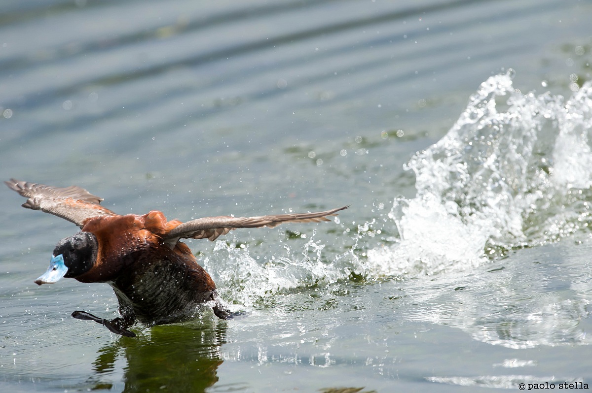 Ruddy Duck (Oxyura jamaicensis)