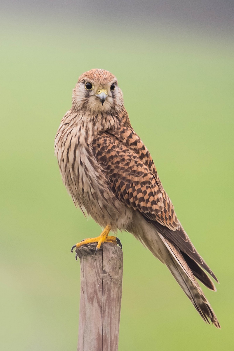 Common Kestrel - Falco tinniculus