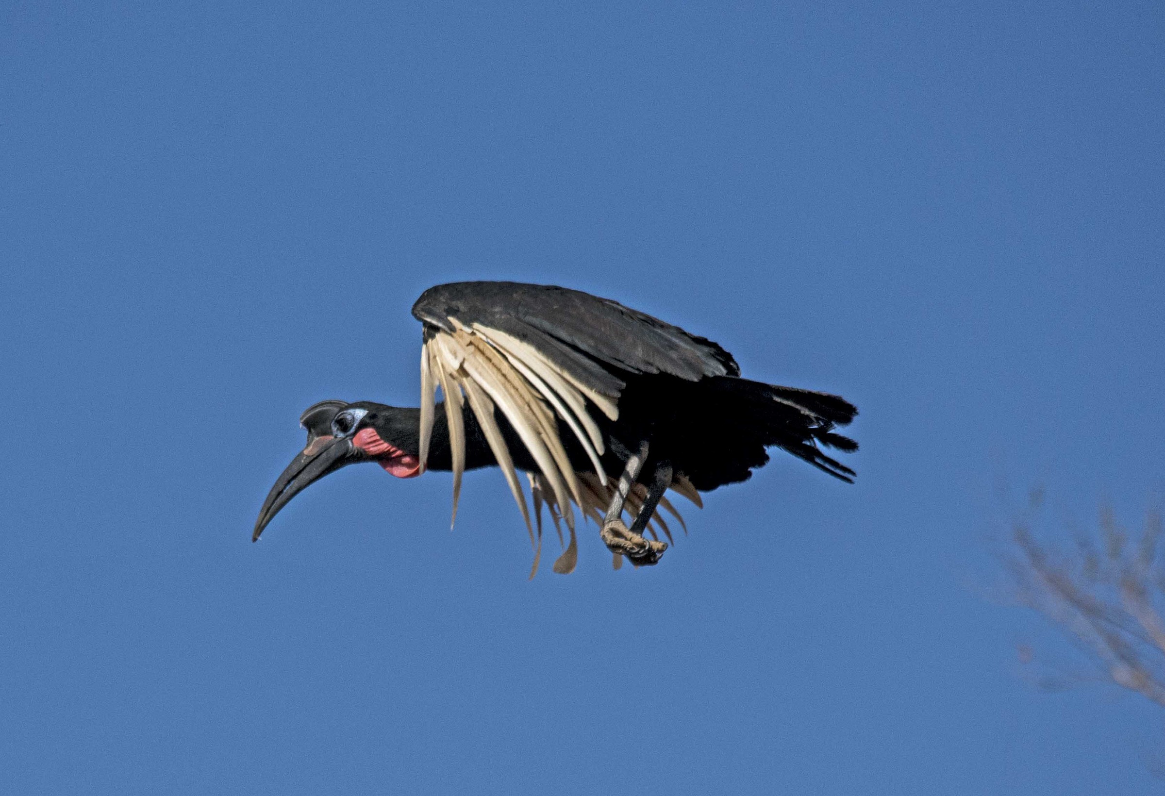 Abyssinian Ground-hornbill - Beles - Ethiopia