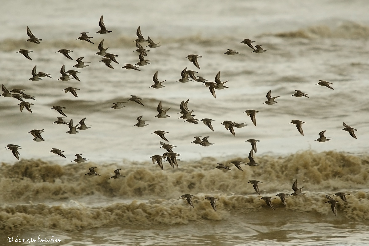 Piovanelli pancianera