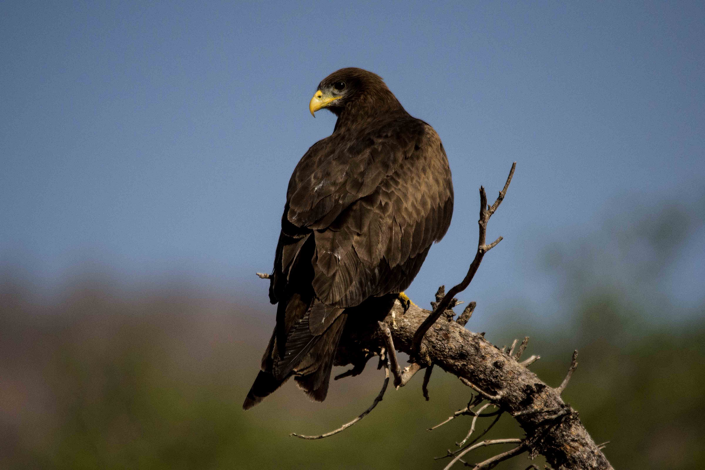 Milvus (migrans) aegyptus