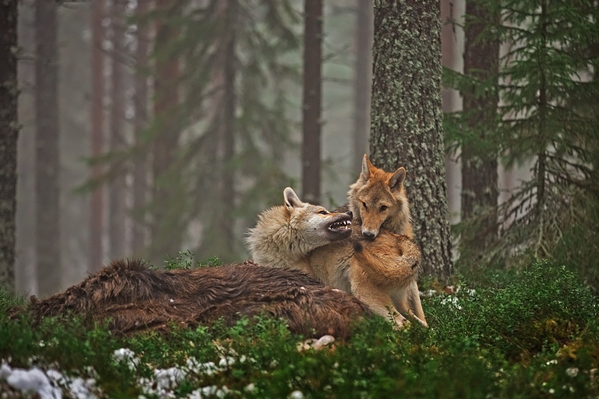 Lotta per la supremazia