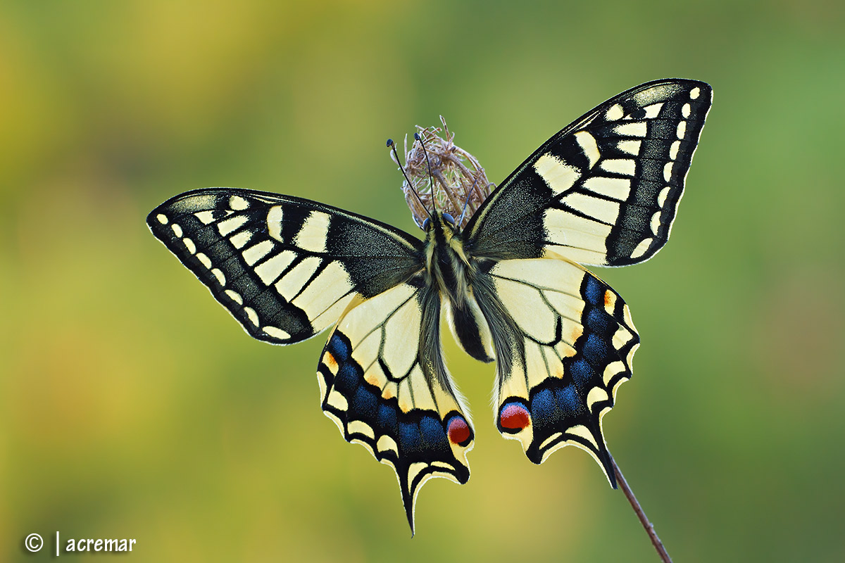 Papilio machaon