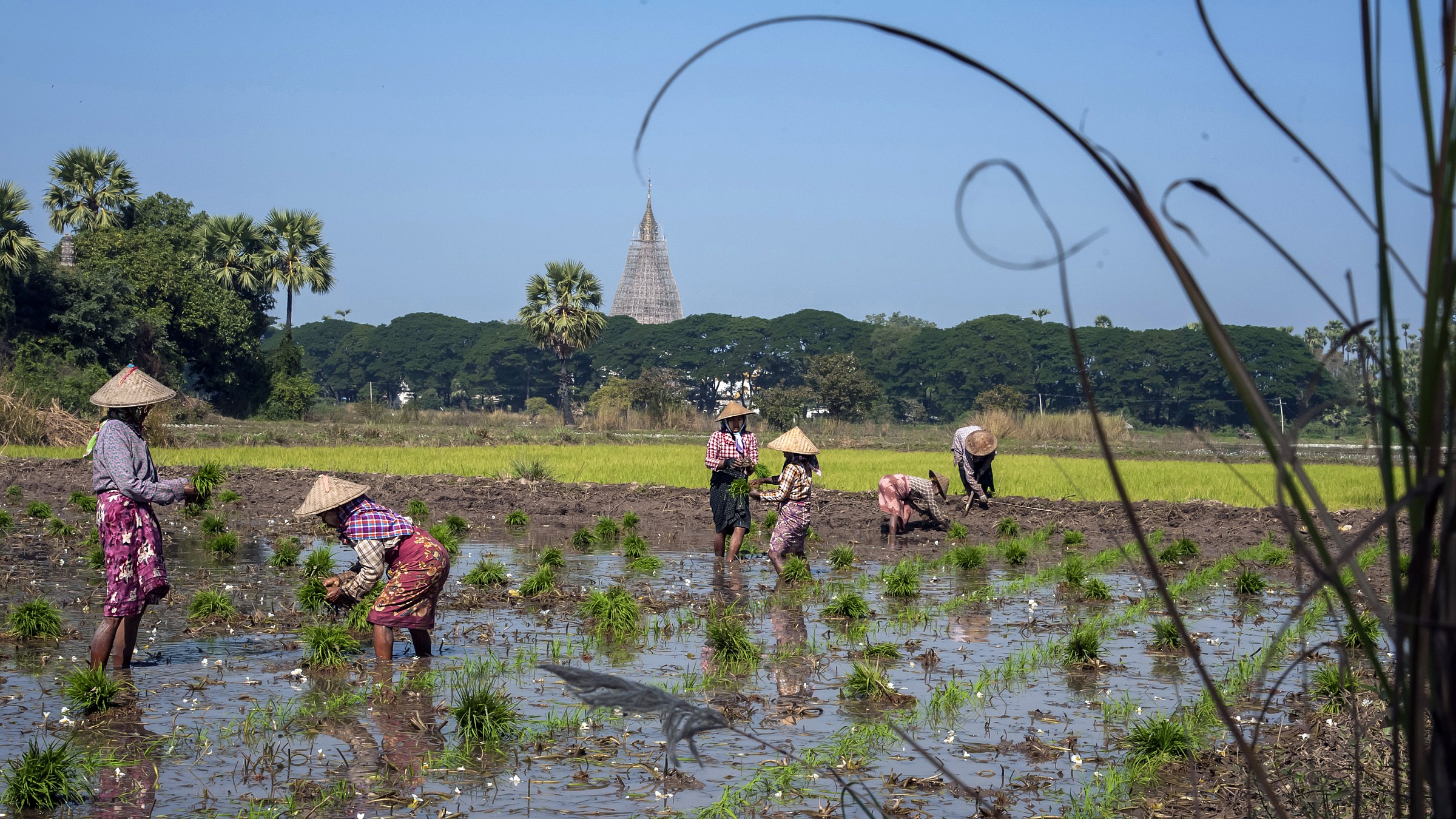 Women at work in the paddy field. Burma