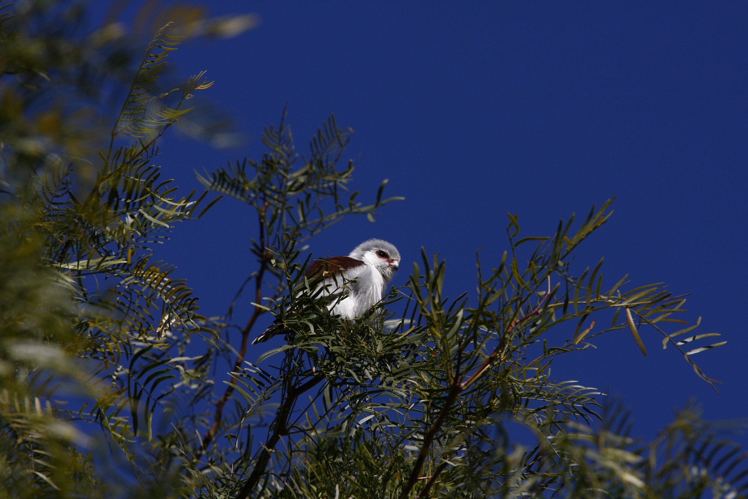 Pygmy Falcon (Polihierax semitorquatus)