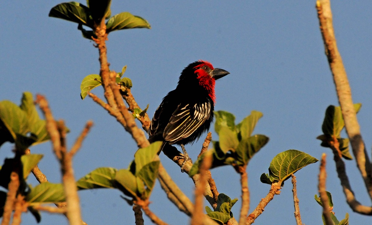 Lybius guifsobalito - Beles - Etiopia
