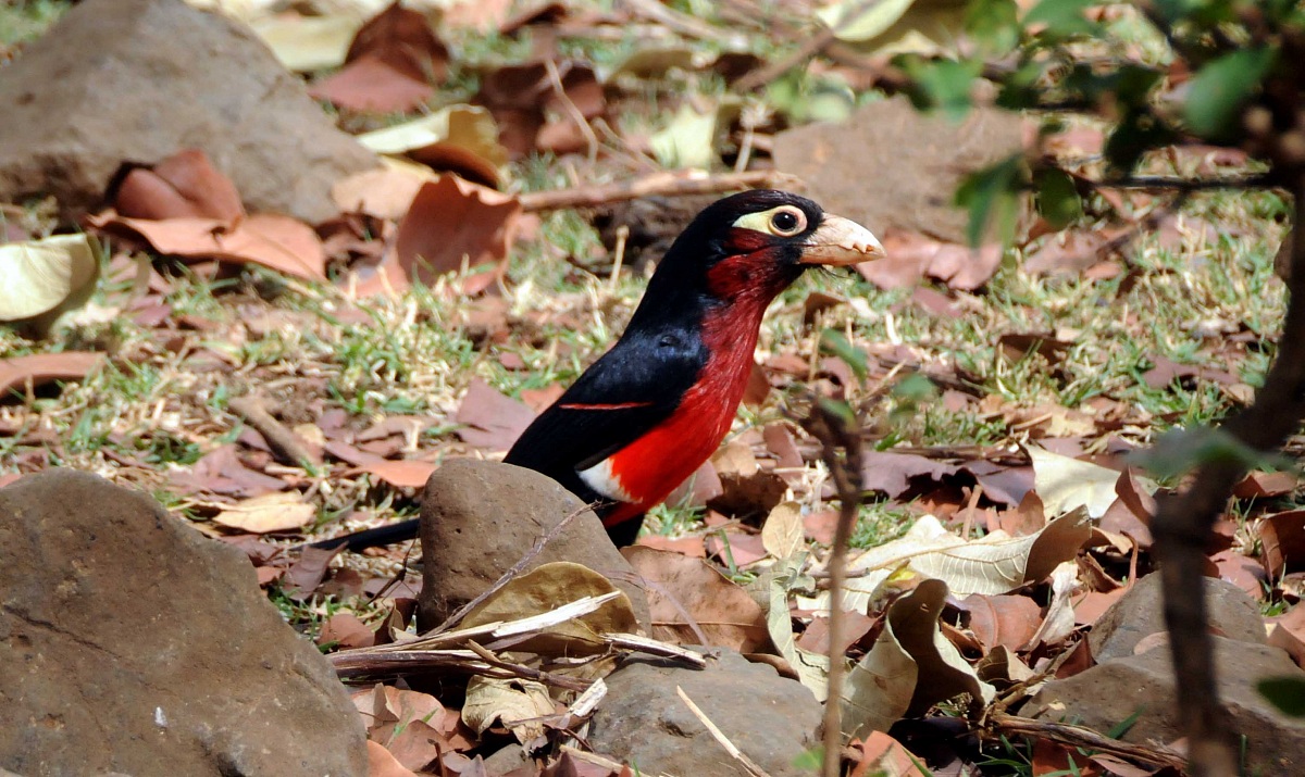 Barber Double-toothed - Kunzila - Etiopia