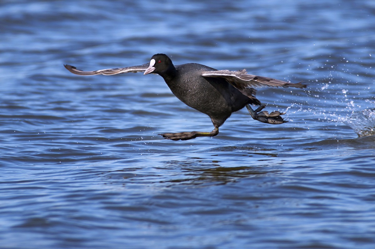 Coot who escapes to a herring gull