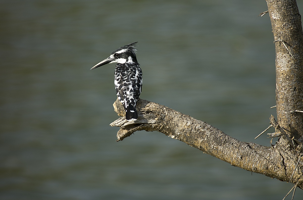 Fisherman of the Nile