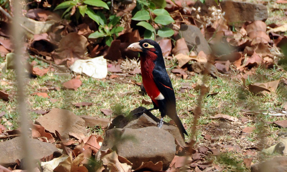 Barber Double-toothed - Kunzila - Etiopia
