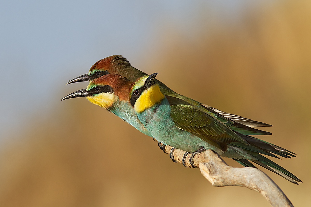 prima uscita dal nido