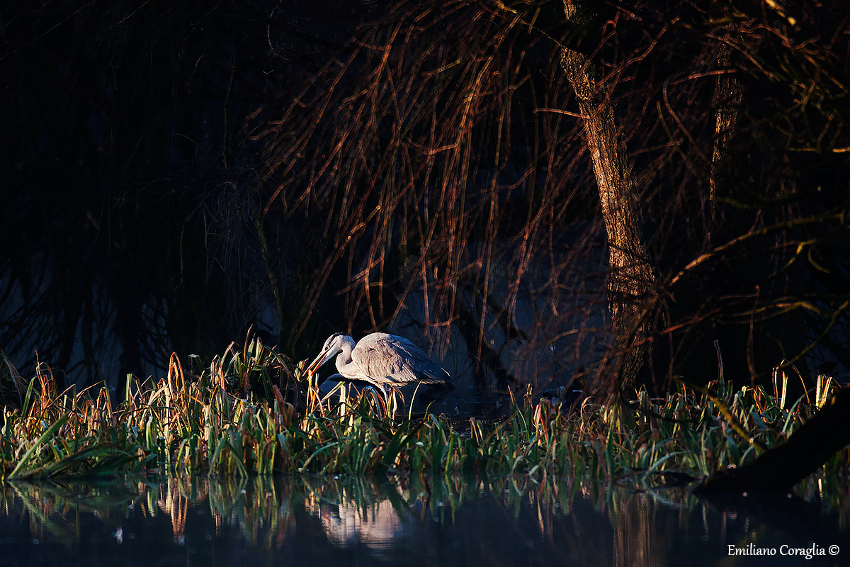 Airone cenerino al lavoro