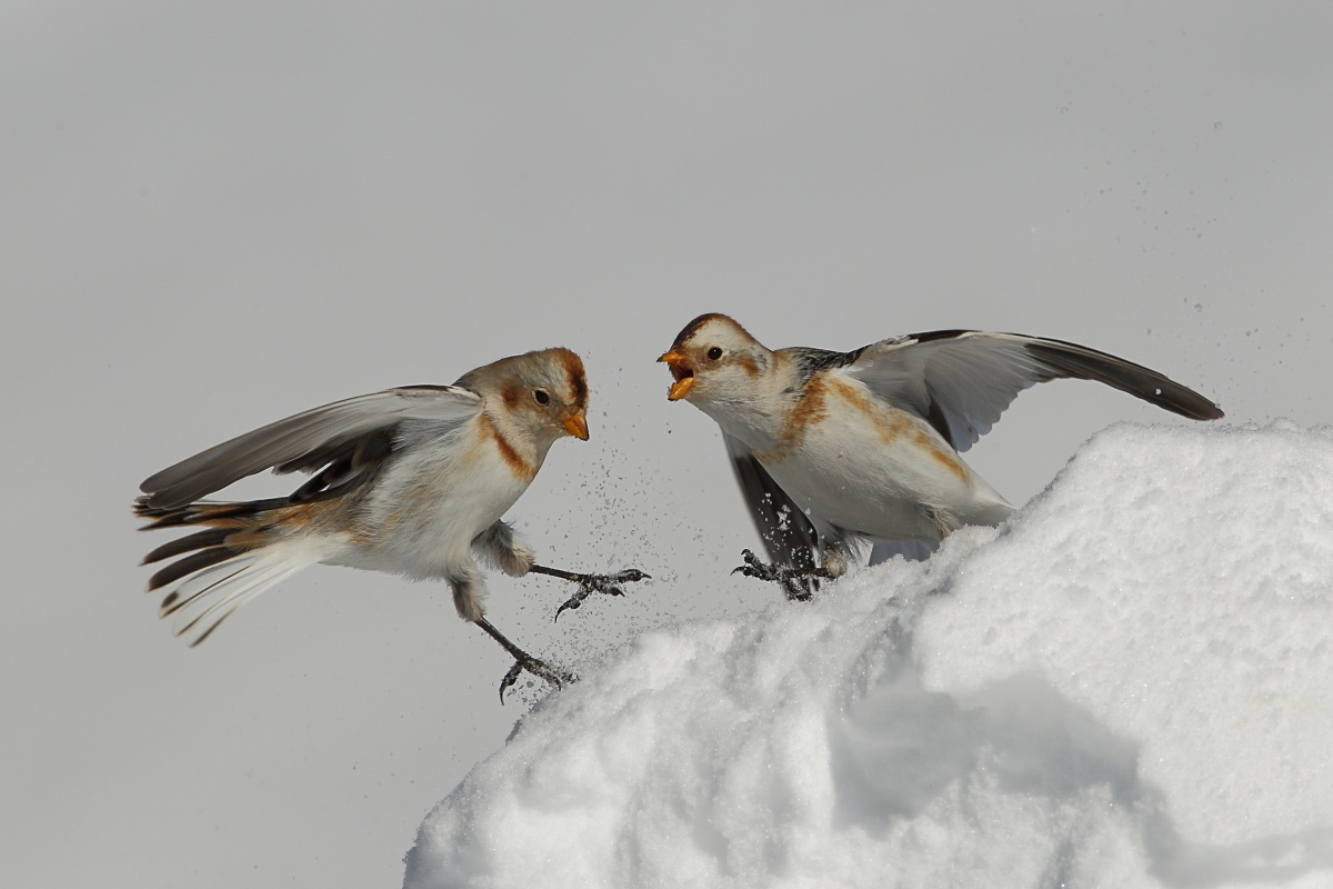 Snow Bunting