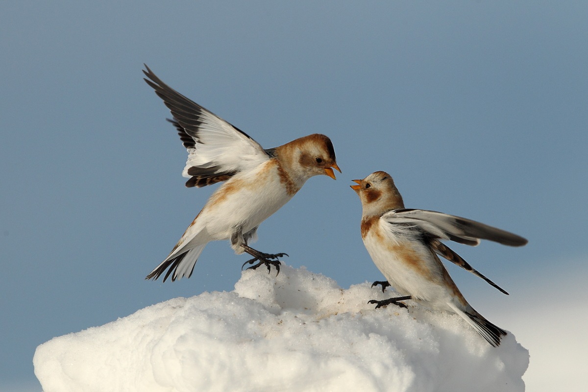 Snow Bunting