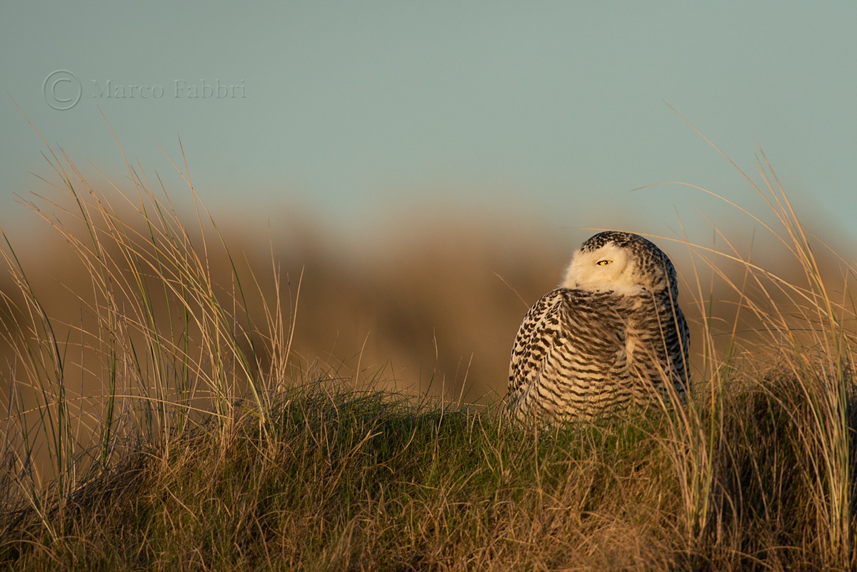 Snowy Owl