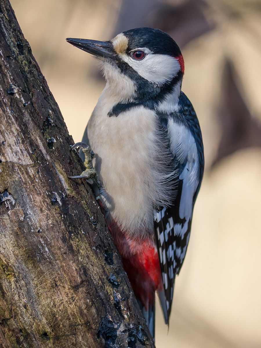 Picchio Rosso Maggiore (maschio)