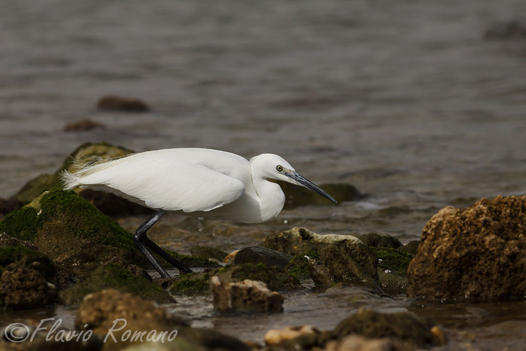Egret on the hunt