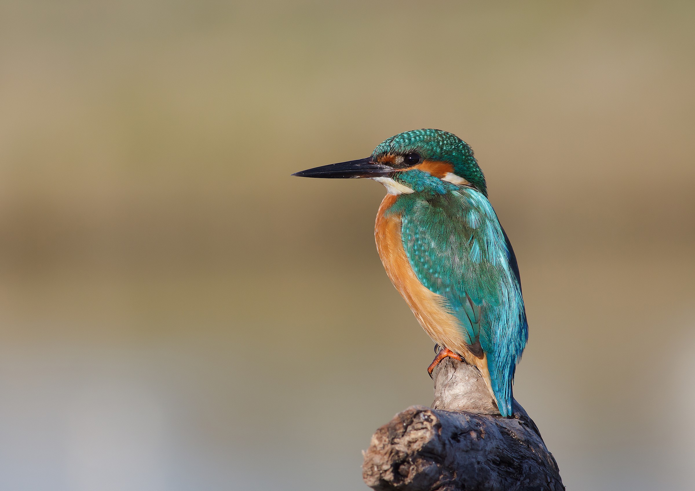 Kingfisher