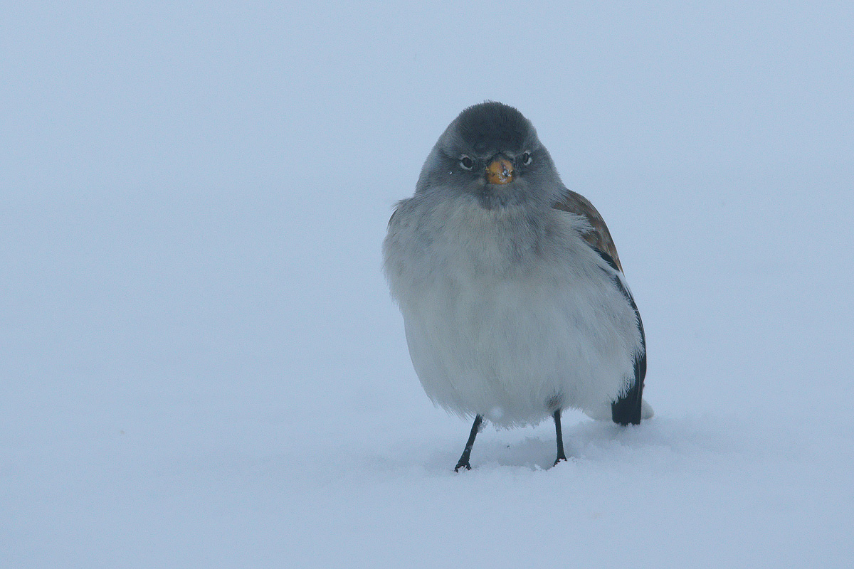 Snowfinch 2