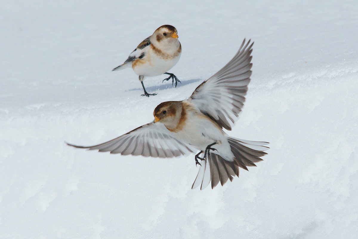 Snow Bunting