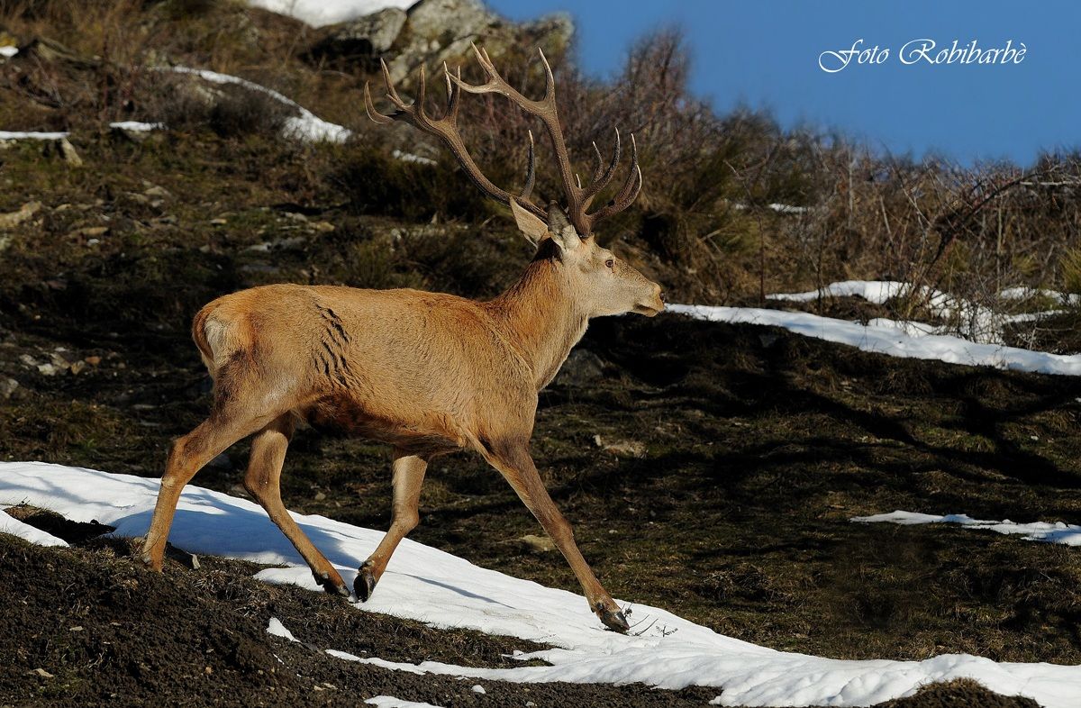 Cervo... al trotto...