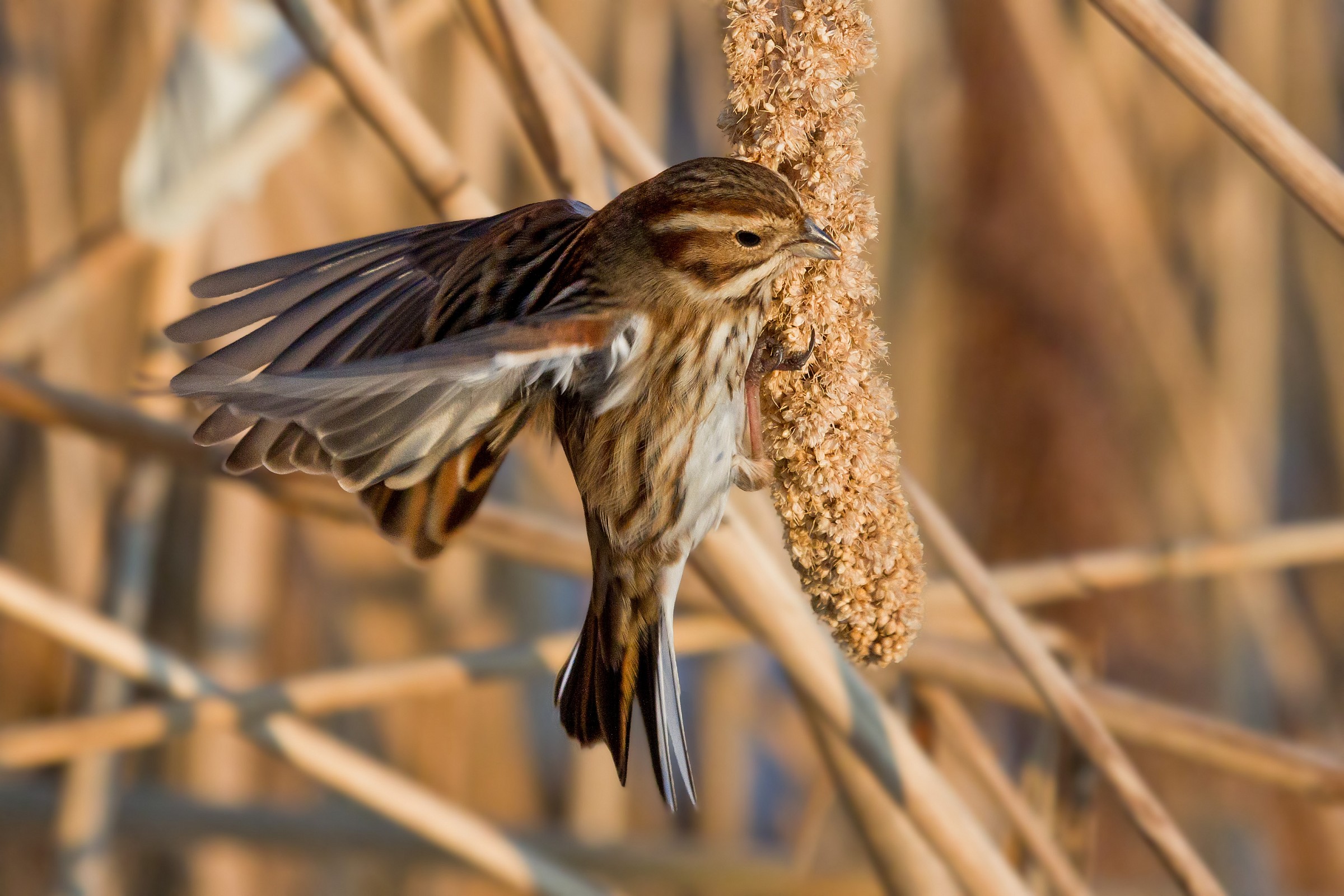 Migliarino di palude