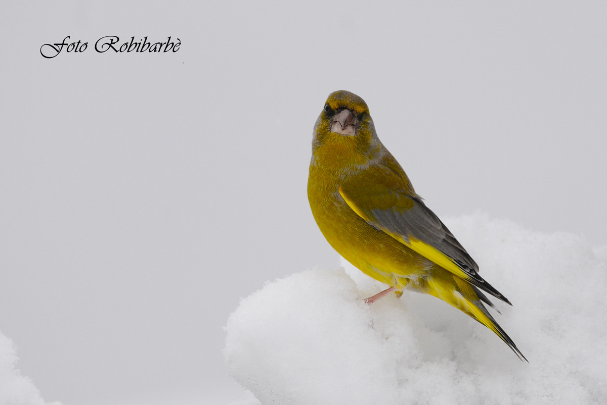 Bianco ..candido.. Verdone....