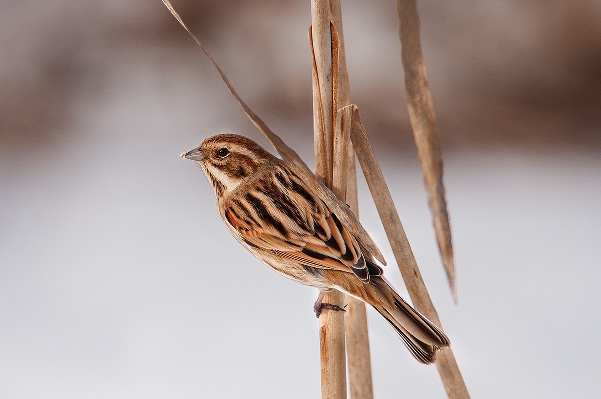 Migliarino di Palude